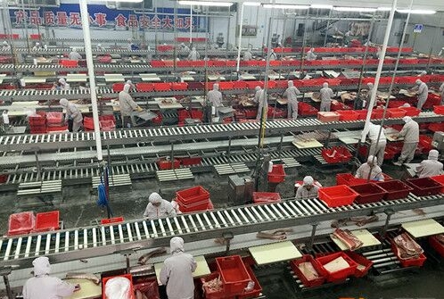 双汇:高标准打造现代化五星级屠宰工厂 - The Pig Site